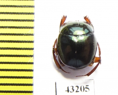 Scarabaeinae sp.  French Guiana - INSECTS-STORE.RU