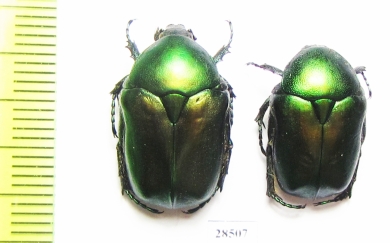 Protaetia ungarica ? armeniaca  Iran, Mazandaran prov. - INSECTS-STORE.RU