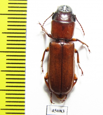 Parandrinae sp.  Colombia - INSECTS-STORE.RU