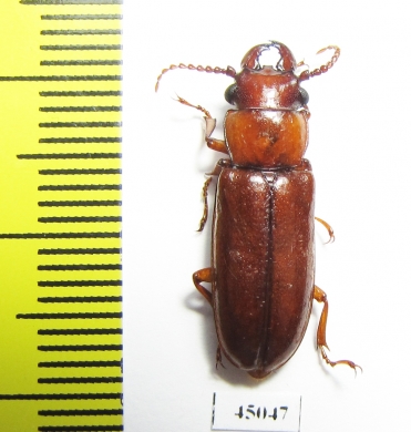 Parandrinae sp.  Colombia - INSECTS-STORE.RU