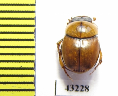 Scarabaeinae sp.  French Guiana - INSECTS-STORE.RU