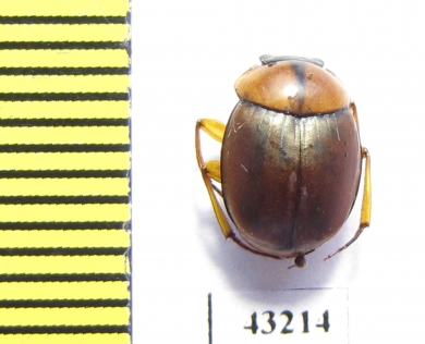 Scarabaeinae sp.  French Guiana - INSECTS-STORE.RU