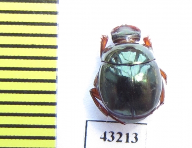 Scarabaeinae sp.  French Guiana - INSECTS-STORE.RU