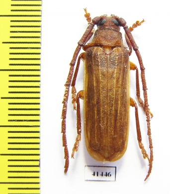 Delocheilus obscurus  South Africa Rep. - INSECTS-STORE.RU