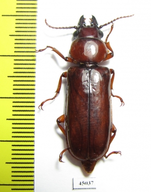 Parandrinae sp.  Colombia - INSECTS-STORE.RU