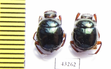 Scarabaeinae sp.  French Guiana - INSECTS-STORE.RU