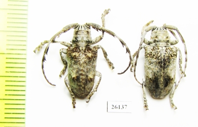 Cerambycidae sp.  South Africa Rep. - INSECTS-STORE.RU