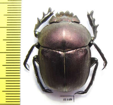 Kheper nigroaeneus?  South Africa Rep. - INSECTS-STORE.RU