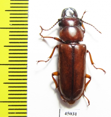 Parandrinae sp.  Ecuador - INSECTS-STORE.RU