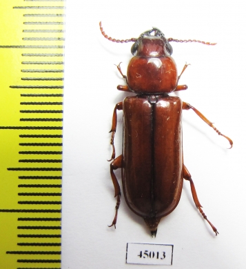 Parandrinae sp.  Colombia - INSECTS-STORE.RU