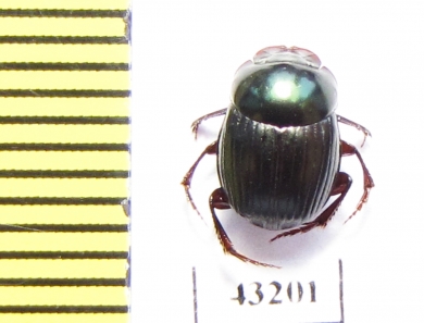 Scarabaeinae sp.  French Guiana - INSECTS-STORE.RU