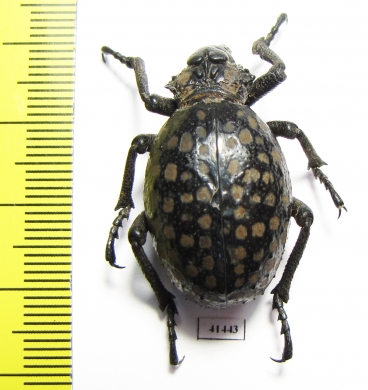 Brachycerus sp.  Zambia - INSECTS-STORE.RU