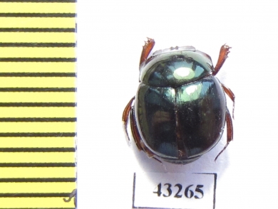 Scarabaeinae sp.  French Guiana - INSECTS-STORE.RU