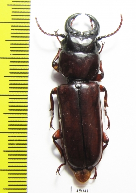 Parandrinae sp.  Colombia 45mm - INSECTS-STORE.RU