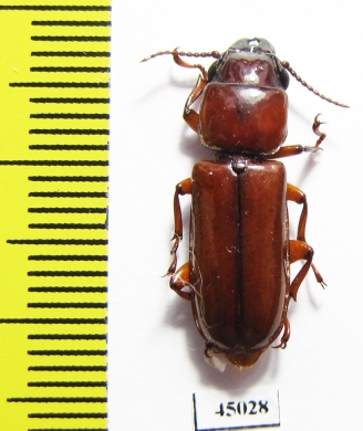 Parandrinae sp.  Ecuador - INSECTS-STORE.RU