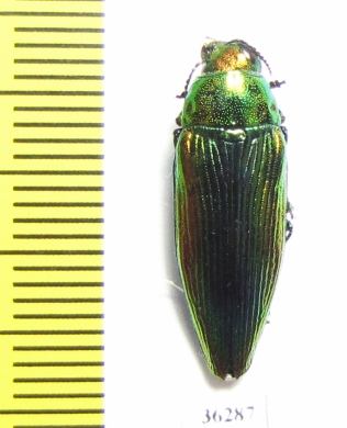 Eurythyrea eoa  Russia, Far East - INSECTS-STORE.RU