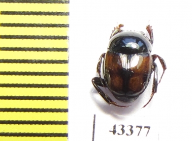 Scarabaeinae sp.  French Guiana - INSECTS-STORE.RU