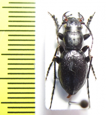 Omus audouini  USA - INSECTS-STORE.RU