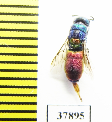 Chrysididae sp.  Kazakhstan - INSECTS-STORE.RU