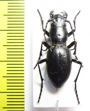 Amblycheila baroni  USA - INSECTS-STORE.RU