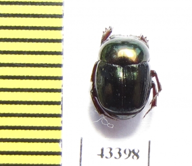 Scarabaeinae sp.  French Guiana - INSECTS-STORE.RU