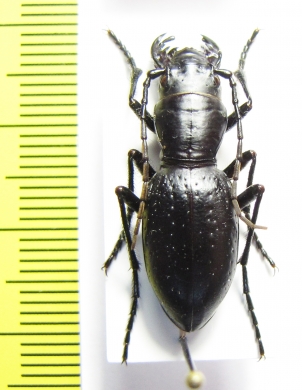 Amblycheila baroni  USA - INSECTS-STORE.RU