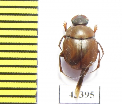 Scarabaeinae sp.  French Guiana - INSECTS-STORE.RU