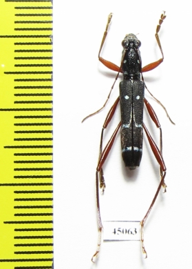 Sclethrus stenocylindrus  Laos - INSECTS-STORE.RU