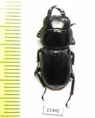 Dorcus sp.  China, Yunnan prov.  - INSECTS-STORE.RU