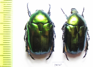 Protaetia affinis  Russia, Krasnodar reg. - INSECTS-STORE.RU