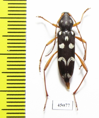 Isotomus speciosus  Russia, Krasnodar reg. - INSECTS-STORE.RU