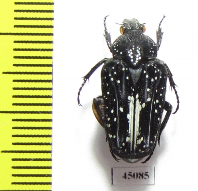 Euselates stictica luzonica  Philippines - INSECTS-STORE.RU