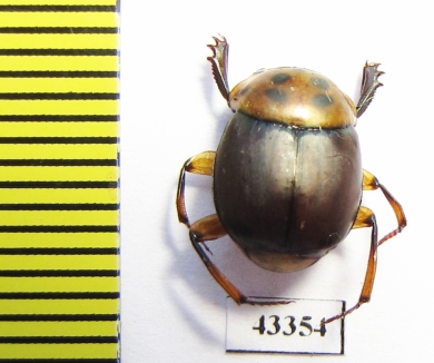 Scarabaeinae sp.  French Guiana - INSECTS-STORE.RU