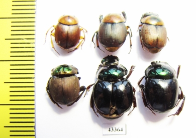 Scarabaeinae sp.  French Guiana - INSECTS-STORE.RU