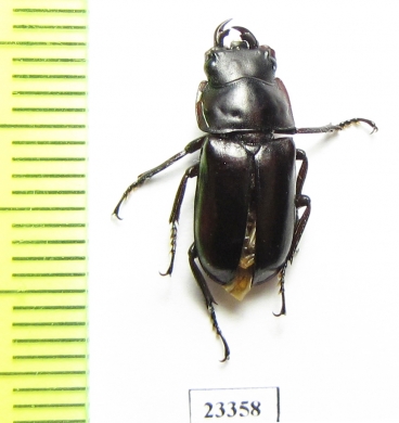 Dorcus sp.  China, Yunnan prov.  - INSECTS-STORE.RU