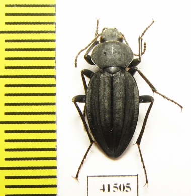 Tenebrionidae sp.  South Africa Rep. - INSECTS-STORE.RU