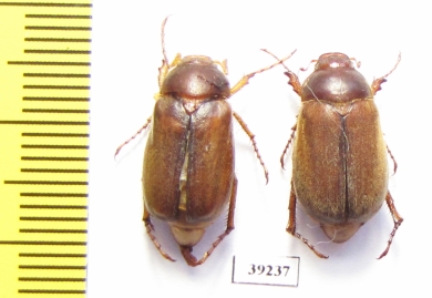 Amphimallon majale, pair  Spain - INSECTS-STORE.RU