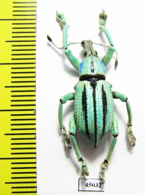 Eupholus cuvieri  Indonesia, Papua - INSECTS-STORE.RU