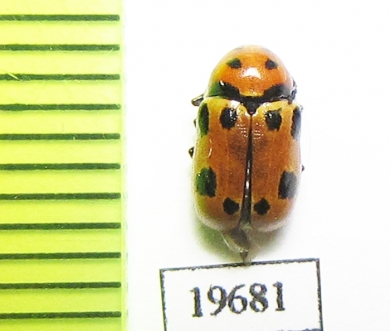 Cryptocephalus sarafschanensis  Kazakhstan - INSECTS-STORE.RU