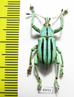 Eupholus cuvieri  Indonesia, Papua - INSECTS-STORE.RU