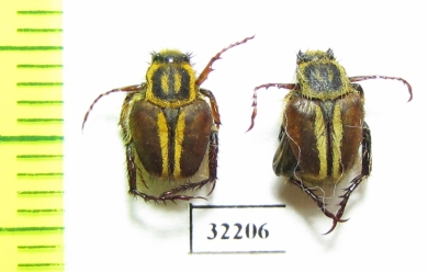 Hopliini sp.  South Africa Rep. - INSECTS-STORE.RU