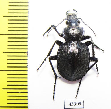 Callisthenes karelini karelini  Kazakhstan - INSECTS-STORE.RU