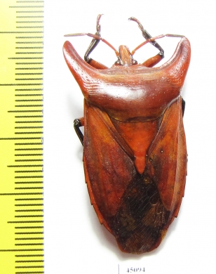 Eurypleura bicornis  Thailand - INSECTS-STORE.RU