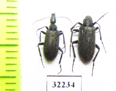 Meloidae sp.  South Africa Rep. - INSECTS-STORE.RU