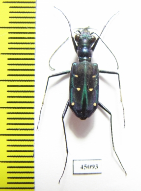 Thopeutica hirofumii  Indonesia, Sulawesi - INSECTS-STORE.RU