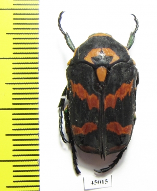 Sternoplus schaumii  Indonesia, Sulawesi - INSECTS-STORE.RU