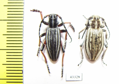 Dorcadion suvorovi taldykurganum, pair  Kazakhstan - INSECTS-STORE.RU