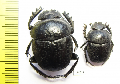 Scarabaeus cicatricosus  Spain - INSECTS-STORE.RU