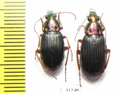 Carabidae sp., pair  South Africa Rep. - INSECTS-STORE.RU