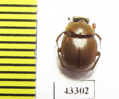 Scarabaeinae sp.  French Guiana - INSECTS-STORE.RU